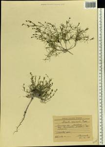 Asperula tephrocarpa Czern. ex Popov & Chrshan., Eastern Europe, North Ukrainian region (E11) (Ukraine)