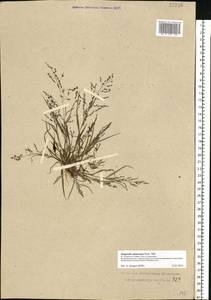 Eragrostis amurensis Prob., Eastern Europe, Central forest-and-steppe region (E6) (Russia)