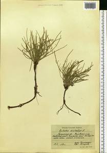Ephedra distachya L., Eastern Europe, North Ukrainian region (E11) (Ukraine)