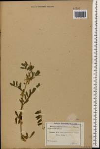 Vicia lutea L., Caucasus (no precise locality) (K0)