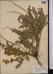 Calophaca grandiflora Regel, Middle Asia, Pamir & Pamiro-Alai (M2) (Tajikistan)