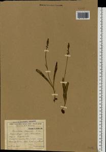 Herminium monorchis (L.) R.Br., Eastern Europe, Volga-Kama region (E7) (Russia)