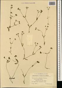 Valerianella locusta (L.) Laterr., Caucasus, Black Sea Shore (from Novorossiysk to Adler) (K3) (Russia)