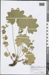 Alchemilla baltica Sam. ex Juz., Eastern Europe, Volga-Kama region (E7) (Russia)