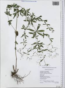Galium sylvaticum L., Western Europe (EUR) (Germany)