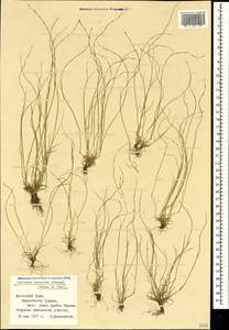 Festuca incurva (Gouan) Gutermann, Crimea (KRYM) (Russia)