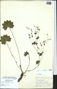 Alchemilla micans Buser, Eastern Europe, Central region (E4) (Russia)