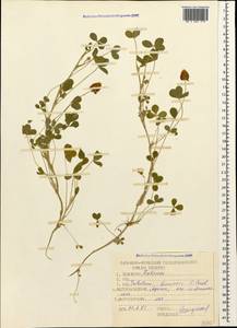 Trifolium fragiferum subsp. bonannii (C.Presl)Sojak, Caucasus, Krasnodar Krai & Adygea (K1a) (Russia)
