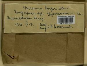 Dicranum undulatum Schrad. ex Brid., Bryophytes, Bryophytes - Karelia, Leningrad & Murmansk Oblasts (B4) (Russia)