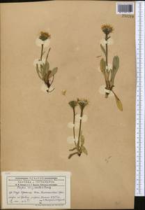 Crepis chrysantha (Ledeb.) Turcz., Middle Asia, Dzungarian Alatau & Tarbagatai (M5) (Kazakhstan)