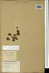 Ranunculus breyninus Crantz, Caucasus (no precise locality) (K0)