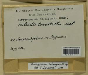 Conostomum tetragonum (Hedw.) Lindb., Bryophytes, Bryophytes - Karelia, Leningrad & Murmansk Oblasts (B4) (Russia)