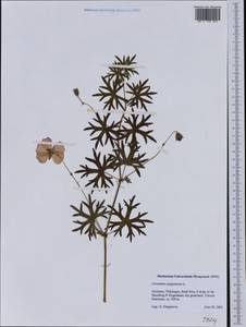 Geranium sanguineum L., Western Europe (EUR) (Germany)