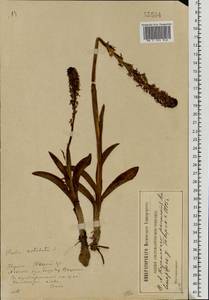 Neotinea ustulata (L.) R.M.Bateman, Pridgeon & M.W.Chase, Eastern Europe, North-Western region (E2) (Russia)