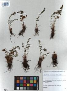 Woodsia ilvensis (L.) R. Br., Siberia, Altai & Sayany Mountains (S2) (Russia)