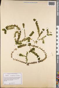 Elodea canadensis Michx., Eastern Europe, North-Western region (E2) (Russia)