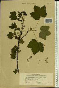 Ribes spicatum, Eastern Europe, North-Western region (E2) (Russia)
