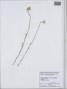 Cardamine nymanii Gand., Siberia, Western Siberia (S1) (Russia)