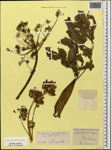 Xanthogalum purpurascens Avé-Lall., Caucasus, Armenia (K5) (Armenia)