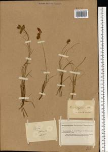 Carex physodes M.Bieb., Eastern Europe, Lower Volga region (E9) (Russia)