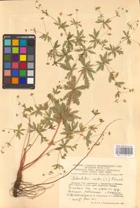 Potentilla erecta (L.) Raeusch., Eastern Europe, Lithuania (E2a) (Lithuania)