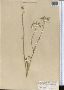 Scaligeria hirtula (Regel & Schmalh.) Lipsky ex Korovin, Middle Asia, Western Tian Shan & Karatau (M3) (Kyrgyzstan)