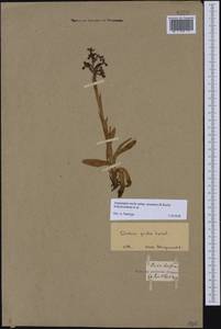 Anacamptis morio subsp. caucasica (K.Koch) H.Kretzschmar, Eccarius & H.Dietr., Caucasus, Georgia (K4) (Georgia)