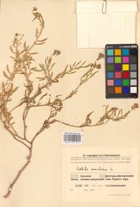 Cakile maritima Scop., Eastern Europe, South Ukrainian region (E12) (Ukraine)