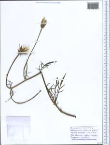 Scorzonera laciniata L., Caucasus, Black Sea Shore (from Novorossiysk to Adler) (K3) (Russia)