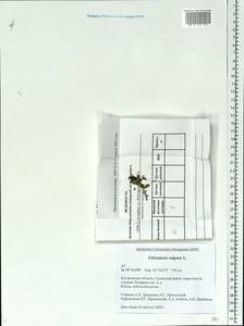 Utricularia vulgaris L., Eastern Europe, Central forest region (E5) (Russia)