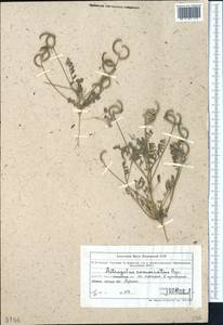 Astragalus commixtus Bunge, Middle Asia, Muyunkumy, Balkhash & Betpak-Dala (M9) (Kazakhstan)