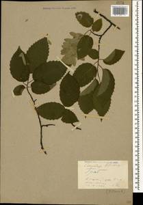 Carpinus betulus L., Caucasus, Stavropol Krai, Karachay-Cherkessia & Kabardino-Balkaria (K1b) (Russia)