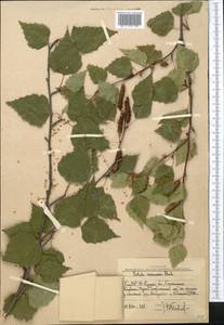 Betula pendula Roth, Middle Asia, Western Tian Shan & Karatau (M3) (Uzbekistan)