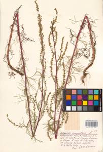 Artemisia campestris L., Eastern Europe, Central region (E4) (Russia)