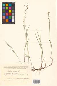 Melica nutans L., Siberia, Russian Far East (S6) (Russia)