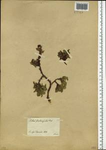 Salix berberifolia Pall., Siberia, Baikal & Transbaikal region (S4) (Russia)