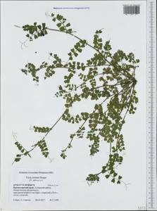 Vicia sativa subsp. cordata (Hoppe)Asch. & Graebn., Caucasus, Black Sea Shore (from Novorossiysk to Adler) (K3) (Russia)