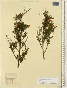 Chrysojasminum fruticans (L.) Banfi, Crimea (KRYM) (Russia)