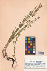 Dianthus chinensis L., Eastern Europe (no precise locality) (E0)