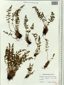 Woodsia ilvensis (L.) R. Br., Eastern Europe, Northern region (E1) (Russia)