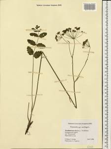 Pimpinella saxifraga L., Eastern Europe, Eastern region (E10) (Russia)