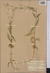Gypsophila pilosa Huds., Middle Asia, Karakum (M6) (Turkmenistan)