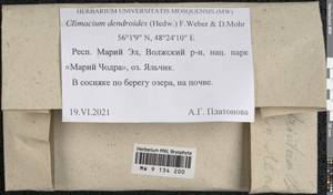 Climacium dendroides (Hedw.) F. Weber & D. Mohr, Bryophytes, Bryophytes - Middle Volga (B9) (Russia)
