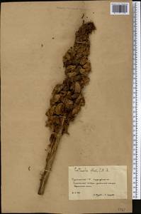 Cistanche tubulosa (Schenk) R. Wight, Middle Asia, Karakum (M6) (Turkmenistan)