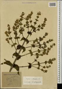 Salvia aethiopis L., Caucasus, Krasnodar Krai & Adygea (K1a) (Russia)