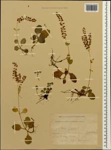 Umbilicus oppositifolius (Ledeb.) Ledeb., Caucasus, Krasnodar Krai & Adygea (K1a) (Russia)