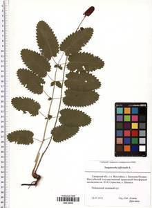 Sanguisorba officinalis L., Eastern Europe, Middle Volga region (E8) (Russia)
