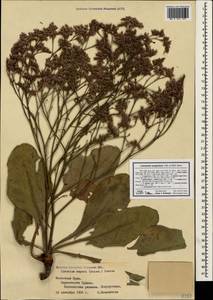 Limonium meyeri (Boiss.) Kuntze, Crimea (KRYM) (Russia)