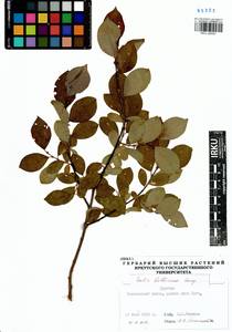 Salix bebbiana Sarg., Siberia, Baikal & Transbaikal region (S4) (Russia)
