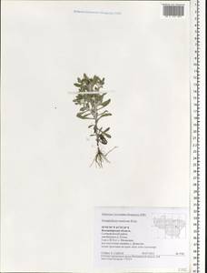 Gnaphalium rossicum Kirp., Eastern Europe, Central region (E4) (Russia)
